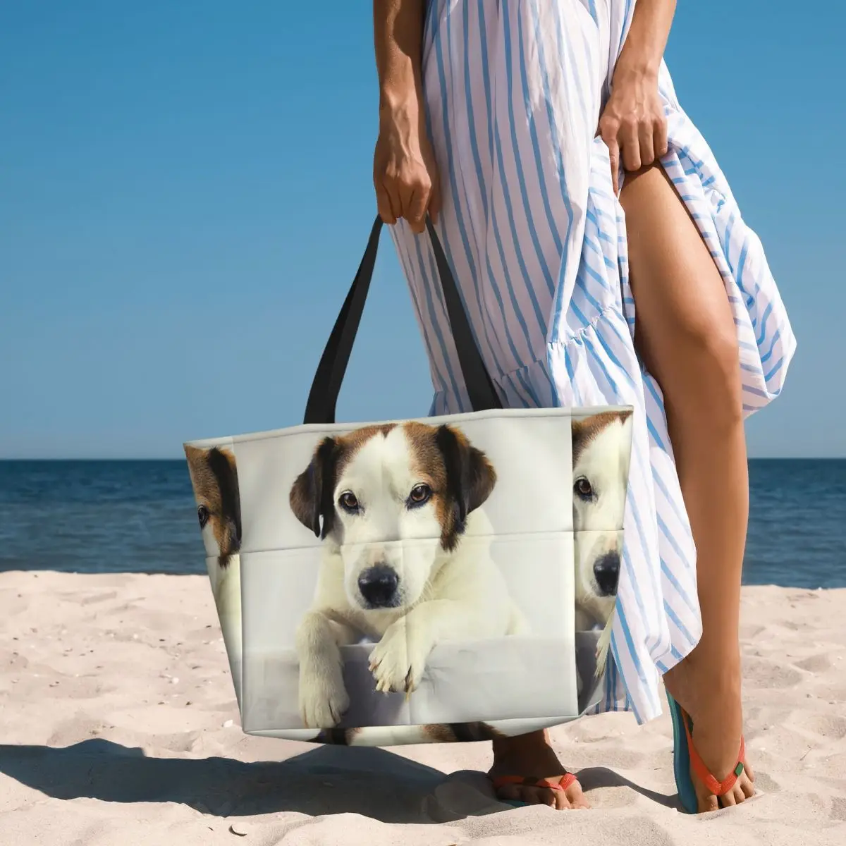 Dog Jack Russell Terrier Photo - Yoga Fitness Gym Photos 评论和价格